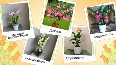 Комнатные цветы рисунок - 58 фото