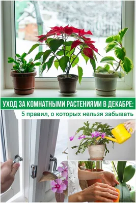 Большие комнатные растения для дома или квартиры: виды, фото и названия