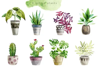 Комнатные растения: фото с названиями. Фотографии комнатных цветов.  Florets.ru
