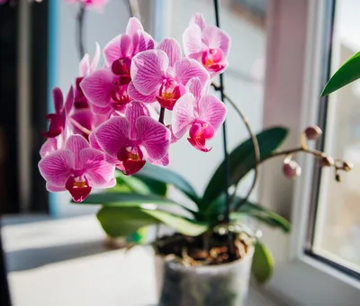 8 растений, которые нельзя держать дома, если не хотите разрушить личную  жизнь