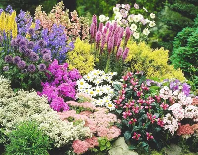 Какой популярный садовый цветок можно использовать вместо мыла? | ЭРИУМ:  эрудиция и ум. | Дзен