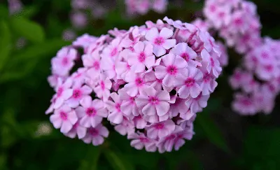 Неприхотливые цветы для дачи: 24 лучших растения для сада | ivd.ru