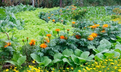 Садовые цветы: самые популярные варианты для посадки