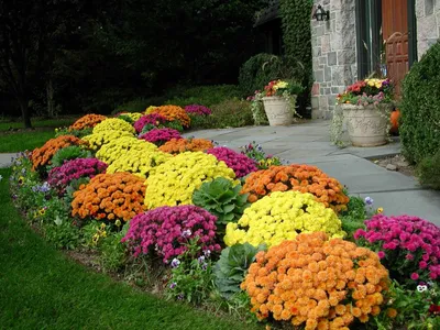 Цветы на дачном участке: фото красивого оформления, правила посадки и  выращивания