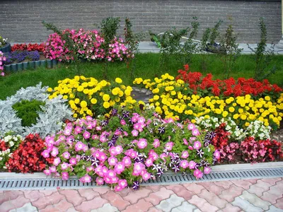 Выбор многолетних цветов для дачи — 10 видов с фото и описанием