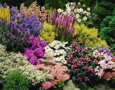 Цветник на даче для ленивых | Фиолетовый сад, Идеи для садового дизайна,  Цветник