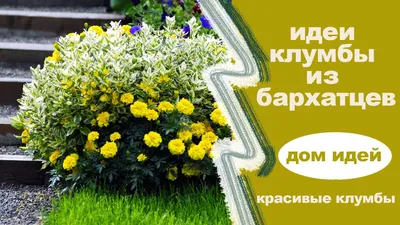 Осенняя клумба из Московского | Николай Патрин | про еду и прочее... | Дзен