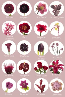 Пин от пользователя cvetochnyj_gnom_nata на доске Цветы | Цветы украшения, Названия  цветов, Идеи посадки растений