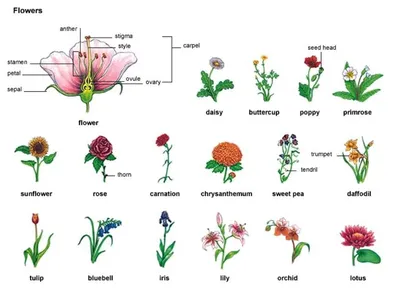 Английский. 20 названий цветов. Есть ли среди них Ваш любимый цветок? |  English - The ELN Zen Channel - Английский | Дзен