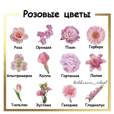 Pink flowers в 2023 г | Названия цветов, Редкие цветы, Необычные цветы