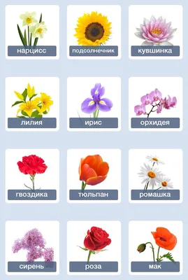 Цветы - Flowers 🌷🌻🌸🌹 | Russian language learning, Learn russian,  Russian lessons