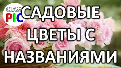 Комнатные цветы, цветущие круглый год: фото и названия