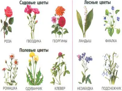 Цветы: названия с картинками (249 фото) – Империя растений