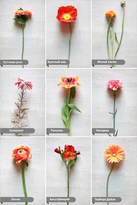 название цветов | Wedding flower guide, Orange wedding flowers, Flower guide
