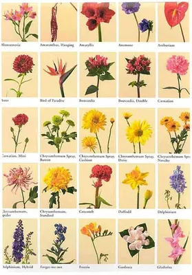 Цветущие комнатные растения Фото+названия - YouTube