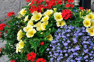 12 любимых лучших однолетних цветов для вашего сада — фото, описание, сроки  посадки | Дача - это маленькая жизнь | Дзен