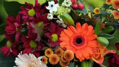 Цветы до поздней осени: 20 лучших растений для красочной осенней клумбы