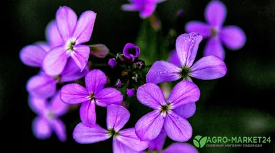 Пахучие цветы: самые ароматные садовые цветы - Agro-Market24