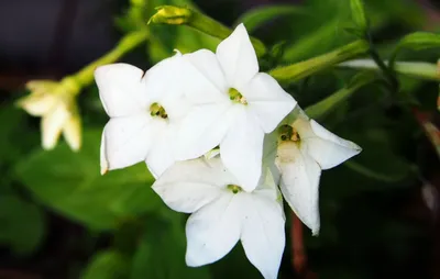 14 Самых ароматных однолетних цветов для Сада и Дачи | Дом и Сад✓ | Дзен