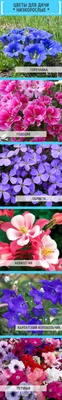 Какие цветы посадить на даче: ТОП-5 многолетних и однолетних цветов | Однолетние  цветы, Цветы, Сад в контейнерах