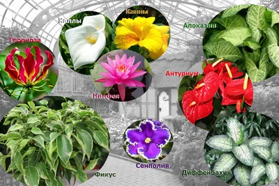 Что выращивать в зимнем саду: как разместить цветы в тропическом зимнем саду