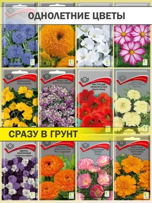Набор семена однолетних цветов для сада и дачи Агрохолдинг Поиск 153198013  купить в интернет-магазине Wildberries