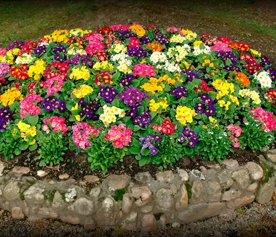 11 неприхотливых цветов для дачи и сада