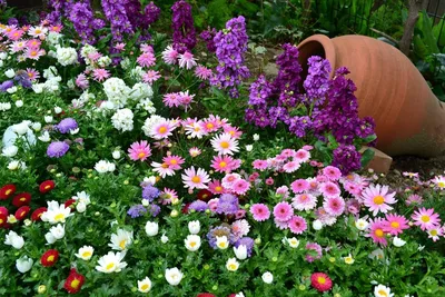 Растения для зимнего сада: выбор и оформление, лучшие стили – блог  интернет-магазина Порядок.ру