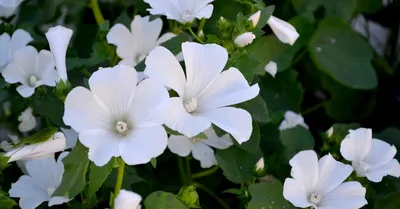 20 однолетников с белыми цветками – подойдут для сада любого стиля | В  цветнике (Огород.ru)