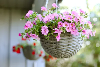 Подари себе хорошее настроение - посади цветы у подъезда. - YouTube