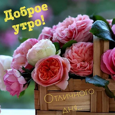 С добрым утром картинки с цветами для женщины (47 фото) » Красивые  картинки, поздравления и пожелания - Lubok.club