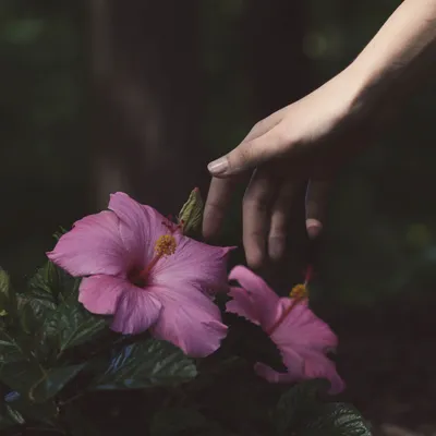 Изображение руки, держащей букет из тюльпанов