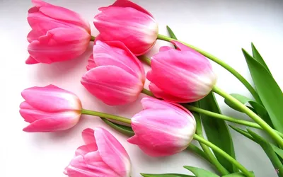 Тюльпан нежно розовый поштучно | купить недорого тюльпаны в розницу |  доставка по Москве и области