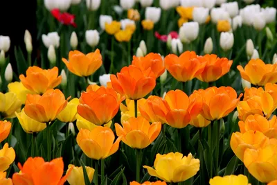 Бесплатное изображение: Тюльпаны, розоватый, букет, зеленые листья, Тюльпан,  природа, цветок, весна, цветы, завод