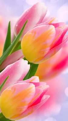 Тюльпаны Цветы Сад Поле - Бесплатное фото на Pixabay - Pixabay