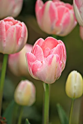 Как выбирать тюльпаны - совет флориста - Цветочка