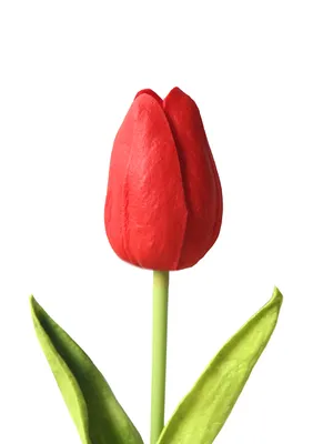 Тюльпаны и солнце: продавцы и покупатели о цветах к 8 Марта - 06.03.2021,  Sputnik Беларусь