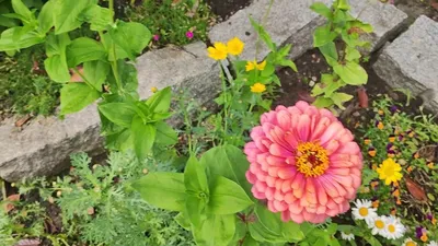 Отзыв о Цветы Цинния | Яркие, разноцветные цветы лета.