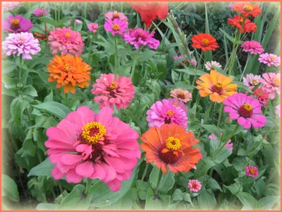 11 цинний, которые вы обязаны вырастить в своем саду | В цветнике  (Огород.ru)