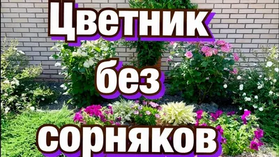 Клумбы из многолетников (150 фото): схемы посадки, как оформить клумбу, из  подручных материалов, из декоративных цветов, красивые цветники своими  руками