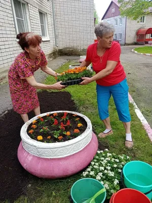 Алиссум - «Мои любимые цветы на собственном балконе, от неопытного  садовода. » | отзывы