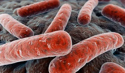 Туберкулез и рак легких, как отличить туберкулез от рака лешкого |  Patient-mt.ru