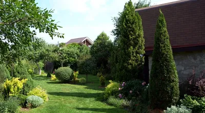 Наши туи прекрасно дополнят ландшафт на вашем участке!🌳🤗 🌳Продажа Туй  ,на фото Смарагд 1,50 см💫 🌳Доставка 🌳Посадка под ключ Свяжитесь с… |  Instagram