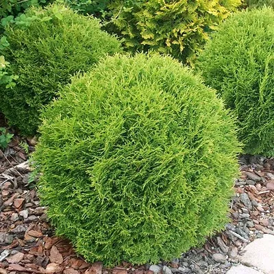 Живая изгородь из туи западной Смарагд (Thuja occidentalis 'Smaragd'),  Брабант (Thuja occidentalis 'Brabant')– элегантная защита Ваших загородных  владений — Статьи | Интернет-магазин Елки-Ели