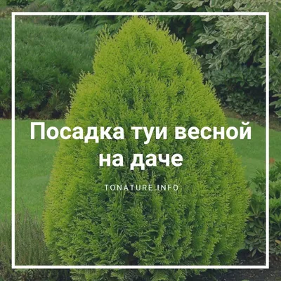 Как вырастить туи на дачном участке? | Школа садовода | Дзен