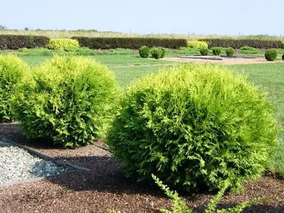 Живая изгородь из туи западной Смарагд (Thuja occidentalis 'Smaragd'),  Брабант (Thuja occidentalis 'Brabant')– элегантная защита Ваших загородных  владений — Статьи | Интернет-магазин Елки-Ели