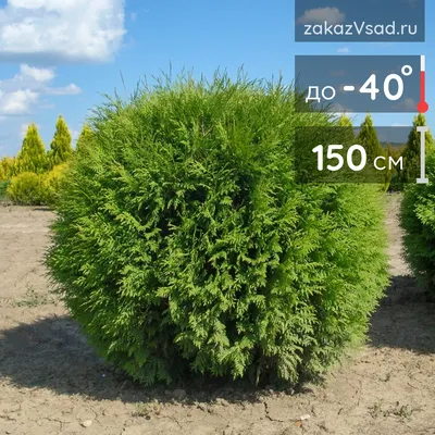 Thuja 'Golden Smaragd', Туя западная 'Голден Смарагд'|landshaft.info