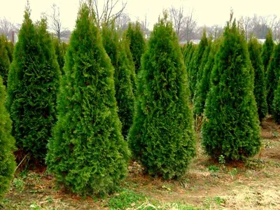 Туя Smaragd 30 см / Туя западная Смарагд 30 см / Thuja occidentalis Smaragd  (ID#1207226672), цена: 85 ₴, купить на Prom.ua