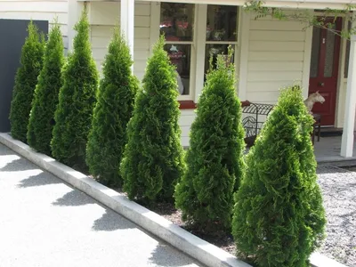 Thuja occidentalis 'Teddy', Туя западная 'Тэдди'|landshaft.info