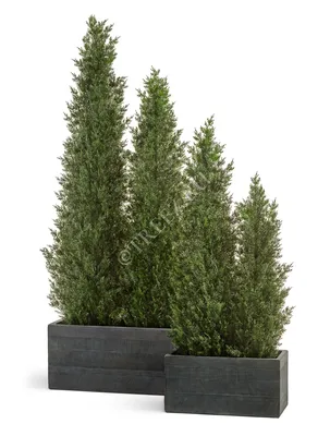 Купить Туя вересковидная (Thuja occidentalis) с доставкой почтой в  интернет-магазине Архиленд